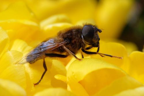 Réf. 295 647 : Eristalis pertinax